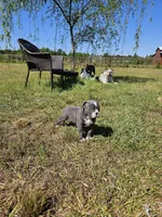 Pluto, a male American Bulldog and American Bully for sale in Florence, SC – Photo 4 of 5