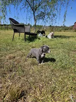 Pluto, a male American Bulldog and American Bully for sale in Florence, SC – Photo 5 of 5