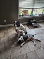 Joker, a male American Bulldog and American Bully for sale in Florence, SC – 3 of 4