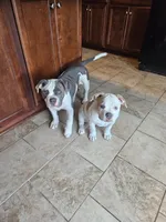 Joker, a male American Bulldog and American Bully for sale in Florence, SC – 2 of 4