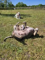 Capone, a male American Bulldog and American Bully for sale in Florence, SC – Photo 7 of 7