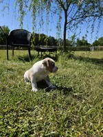 Capone, a male American Bulldog and American Bully for sale in Florence, SC – Photo 6 of 7