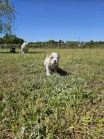 Capone, a male American Bulldog and American Bully for sale in Florence, SC – Photo 3 of 7
