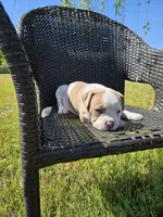 Capone, a male American Bulldog and American Bully for sale in Florence, SC – Photo 2 of 7