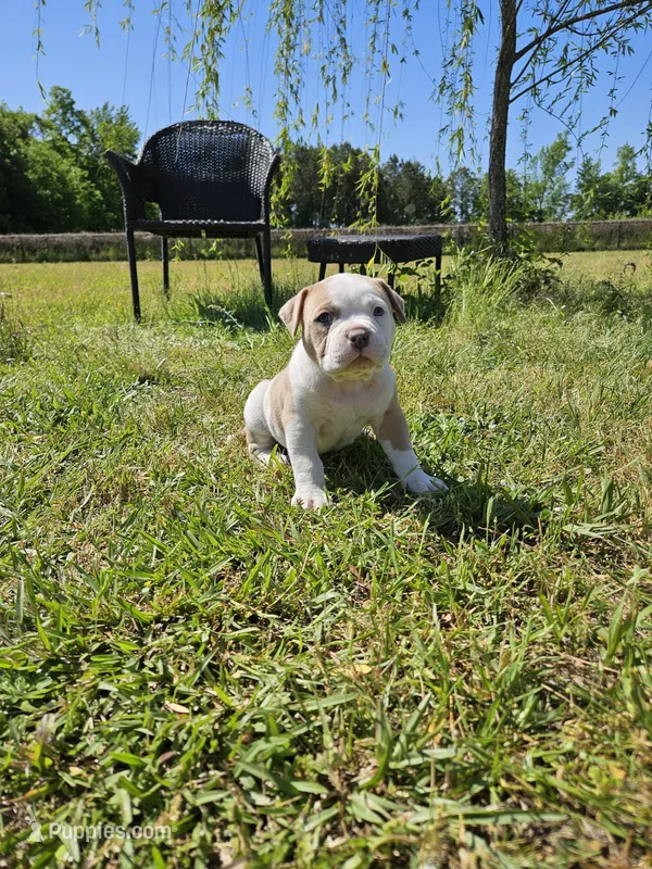 Capone – American Bulldog, American Bully puppy for sale in Florence, SC