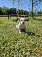 Capone, a male American Bulldog and American Bully for sale in Florence, SC – Photo 1 of 7