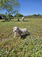 Capone, a male American Bulldog and American Bully for sale in Florence, SC – Photo 5 of 7