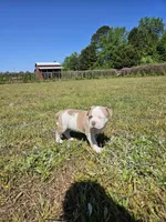 Capone, a male American Bulldog and American Bully for sale in Florence, SC – Photo 4 of 7