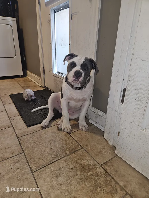 Joker – American Bulldog, American Bully puppy for sale in Florence, SC
