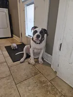 Joker, a male American Bulldog and American Bully for sale in Florence, SC – 1 of 4