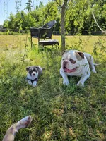 Tsunami, a male American Bulldog and American Bully for sale in Florence, SC – Photo 5 of 8