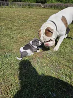 Tsunami, a male American Bulldog and American Bully for sale in Florence, SC – Photo 6 of 8