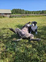 Tsunami, a male American Bulldog and American Bully for sale in Florence, SC – Photo 2 of 8