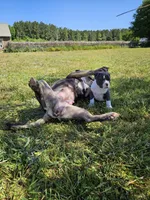 Tsunami, a male American Bulldog and American Bully for sale in Florence, SC – Photo 4 of 8