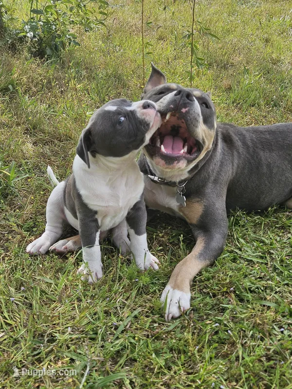 Tsunami – American Bulldog, American Bully puppy for sale in Florence, SC