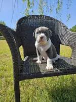 Tsunami, a male American Bulldog and American Bully for sale in Florence, SC – Photo 1 of 8