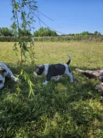 Tsunami, a male American Bulldog and American Bully for sale in Florence, SC – Photo 3 of 8
