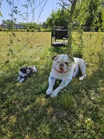 Tsunami, a male American Bulldog and American Bully for sale in Florence, SC – Photo 7 of 8