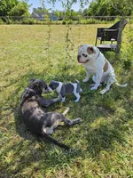 Tsunami, a male American Bulldog and American Bully for sale in Florence, SC – Photo 8 of 8