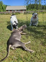 Marley, a male American Bulldog and American Bully for sale in Florence, SC – Photo 4 of 6