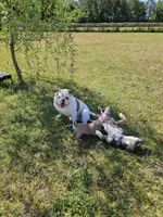 Marley, a male American Bulldog and American Bully for sale in Florence, SC – Photo 5 of 6