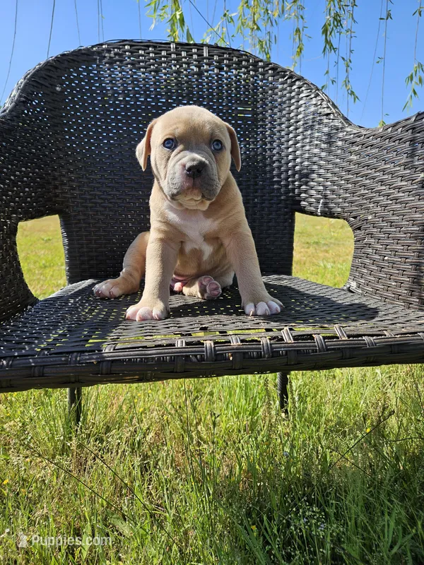 Marley – American Bulldog, American Bully puppy for sale in Florence, SC