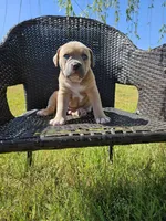 Marley, a male American Bulldog and American Bully for sale in Florence, SC – Photo 1 of 6