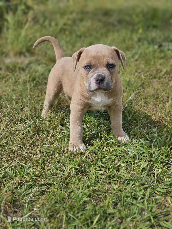 Marley – American Bulldog, American Bully puppy for sale in Florence, SC