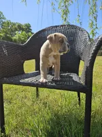 Marley, a male American Bulldog and American Bully for sale in Florence, SC – Photo 2 of 6