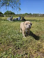 Marley, a male American Bulldog and American Bully for sale in Florence, SC – Photo 3 of 6