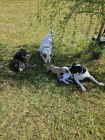 Marley, a male American Bulldog and American Bully for sale in Florence, SC – Photo 6 of 6