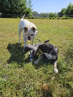 Dracula, a male American Bulldog and American Bully for sale in Florence, SC – Photo 4 of 6