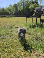 Dracula, a male American Bulldog and American Bully for sale in Florence, SC – Photo 5 of 6