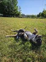 Dracula, a male American Bulldog and American Bully for sale in Florence, SC – Photo 2 of 6