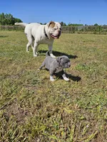 Dracula, a male American Bulldog and American Bully for sale in Florence, SC – Photo 3 of 6