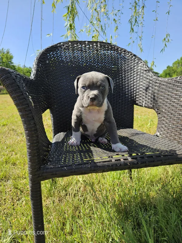 Dracula – American Bulldog, American Bully puppy for sale in Florence, SC