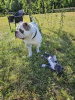 Dracula, a male American Bulldog and American Bully for sale in Florence, SC – Photo 6 of 6