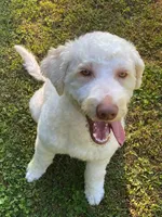 processed/7bdd4417-5a28-4889-9bfa-b3e0f3631115/listing/311ba357-1b9b-41bf-93b2-c0174b65068b/17fd0b16-0304-42cd-90ac-3866ddfa2fb9