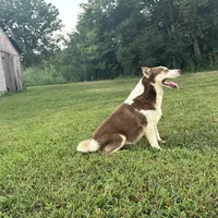 Gus, a male Siberian Husky for sale in Auburn, KY – Photo 2 of 4