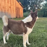 Gus, a male Siberian Husky for sale in Auburn, KY – Photo 3 of 4