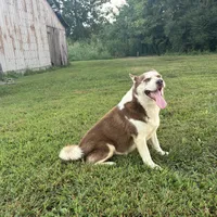 Gus, a male Siberian Husky for sale in Auburn, KY – Photo 1 of 4