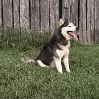 Simba, a male Siberian Husky for sale in Auburn, KY – Photo 1 of 6