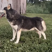 Simba, a male Siberian Husky for sale in Auburn, KY – Photo 3 of 6