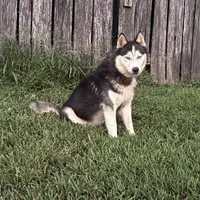 Simba, a male Siberian Husky for sale in Auburn, KY – Photo 5 of 6