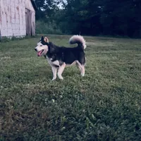 Simba, a male Siberian Husky for sale in Auburn, KY – Photo 6 of 6