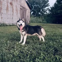 Simba, a male Siberian Husky for sale in Auburn, KY – Photo 2 of 6
