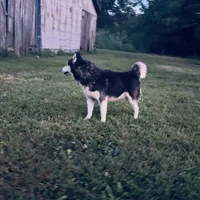 Simba, a male Siberian Husky for sale in Auburn, KY – Photo 4 of 6