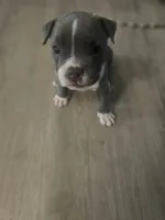 Zoey, a female American Pit Bull Terrier for sale in Rochester, NY – 5 of 7