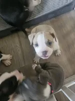 Zelda, a female American Pit Bull Terrier for sale in Rochester, NY – 9 of 9
