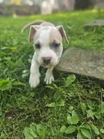 Zelda, a female American Pit Bull Terrier for sale in Rochester, NY – 5 of 9